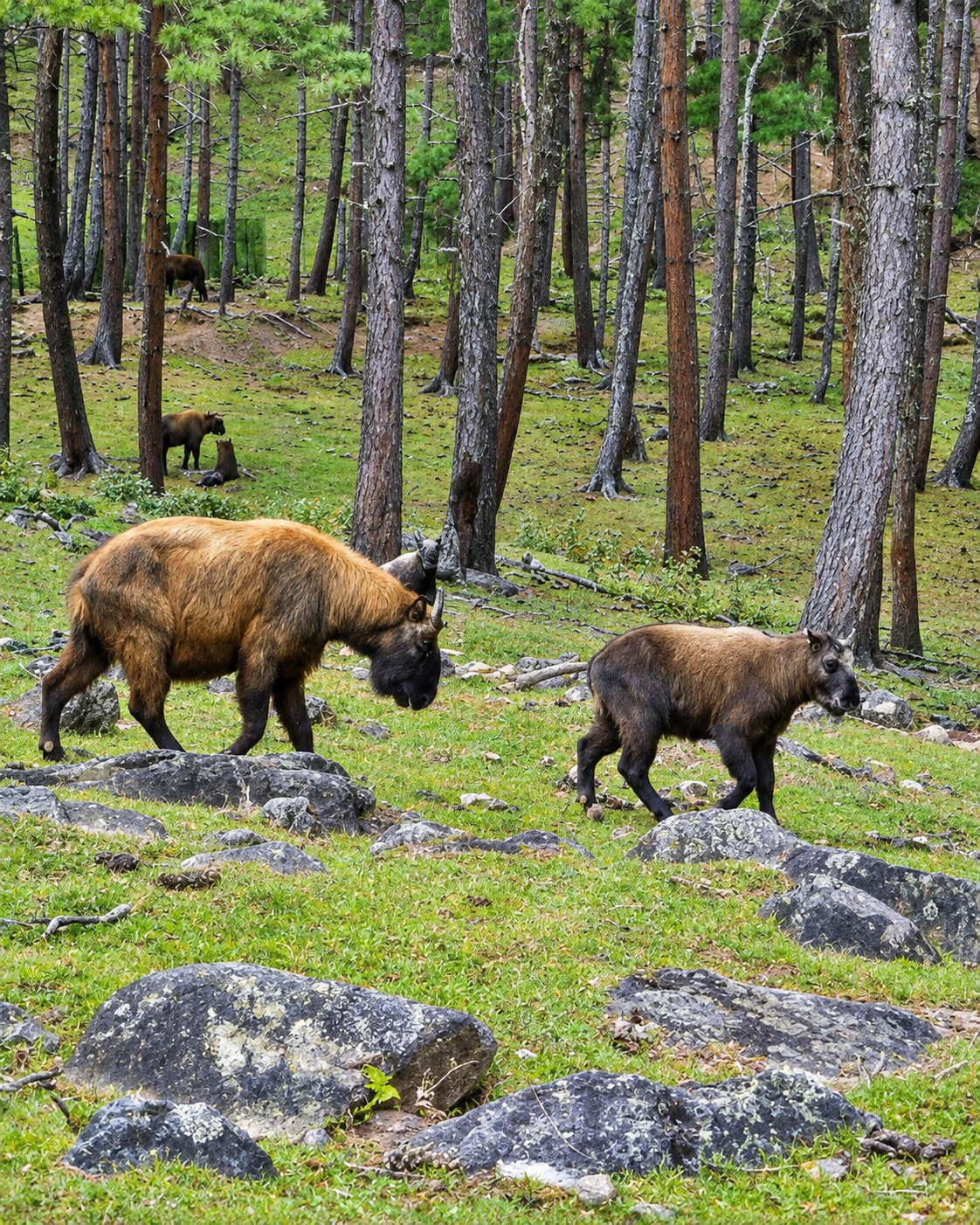 Bhutan Wildlife